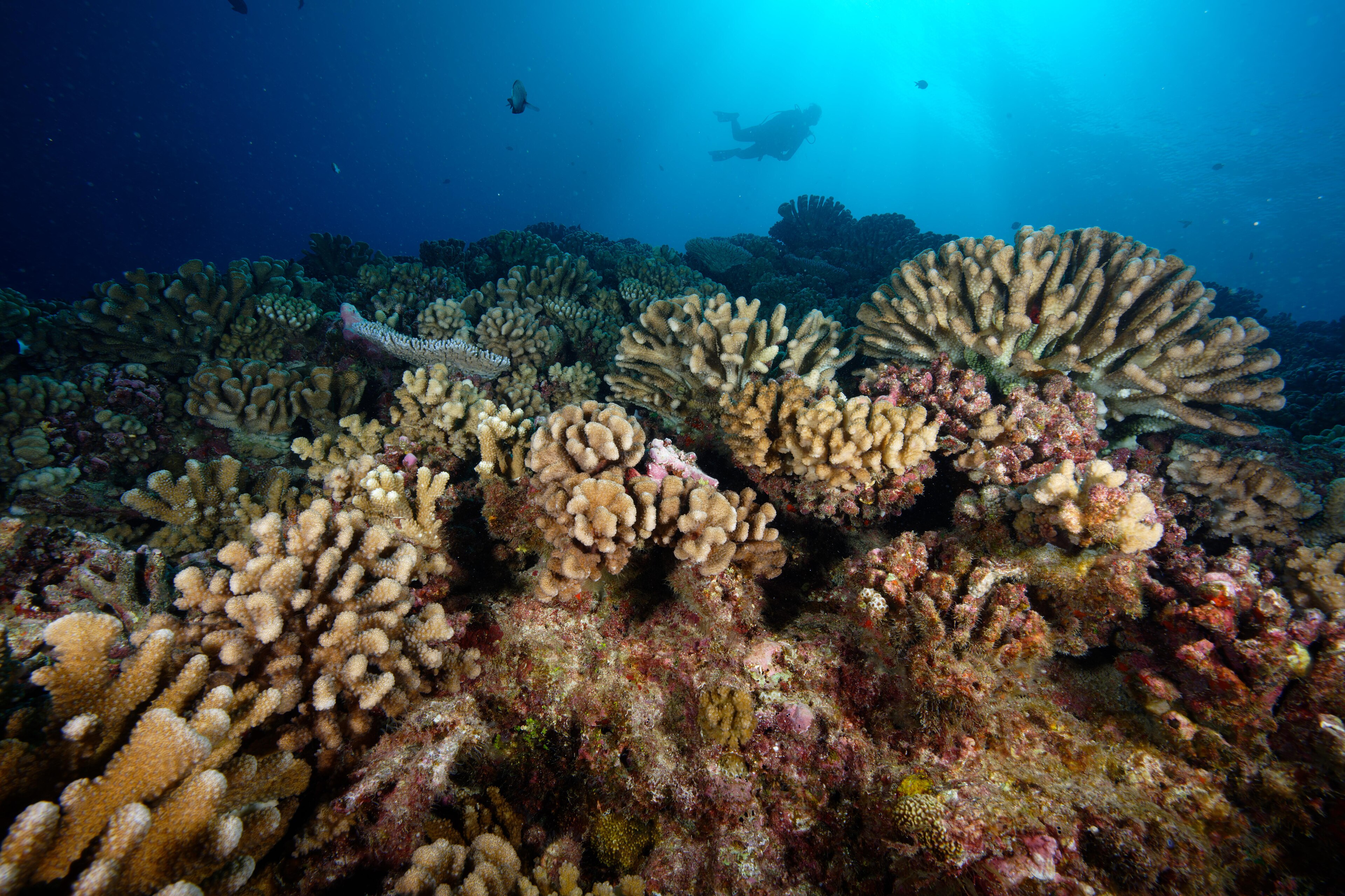 Nurek nad rafą koralową u wybrzeży Tahiti
